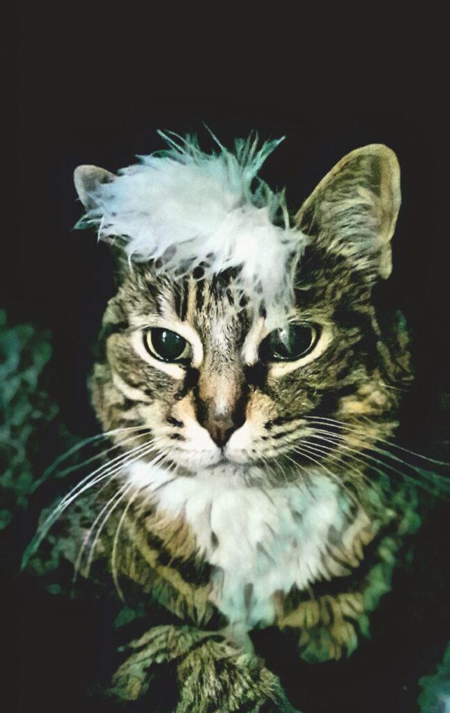 Новогодняя кошка